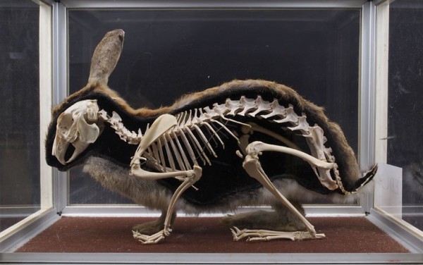 rabbit skeleton